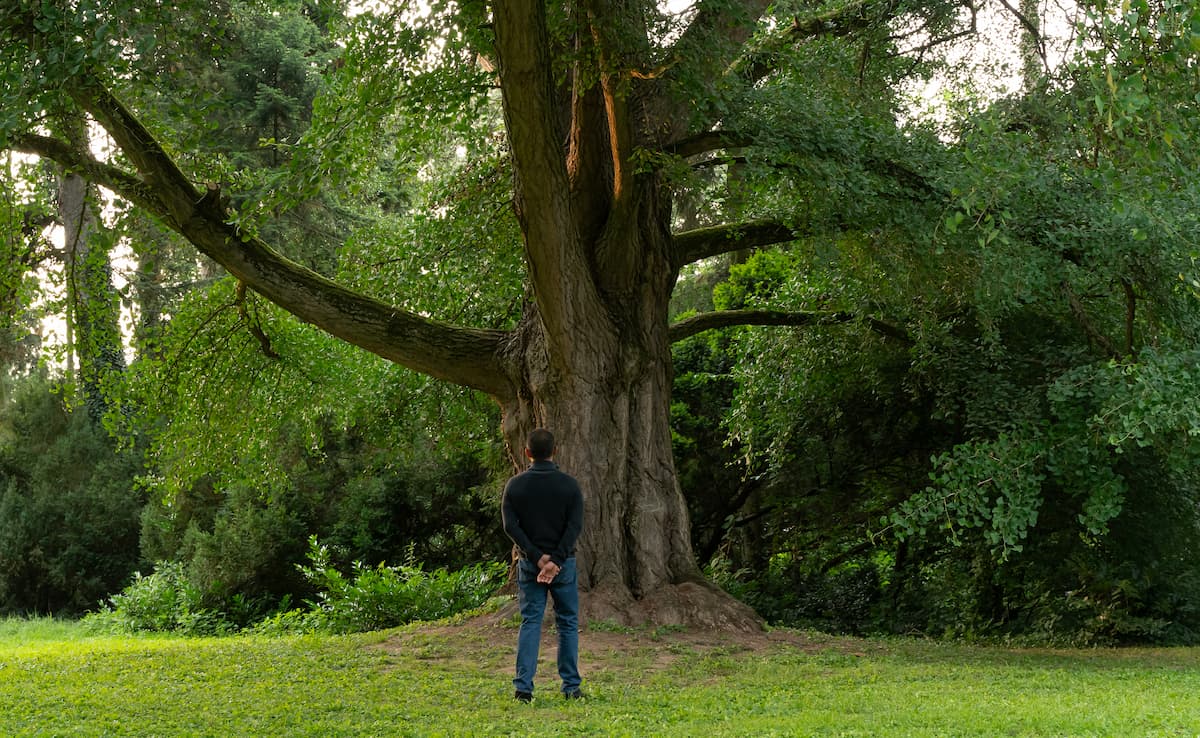“El amigo silencioso” de Ildikó Enyedi llegará a los cines españoles con un relato sobre naturaleza, tiempo y percepción